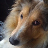 vca north main street