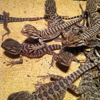 Foto diambil di Underground Reptiles oleh Austin H. pada 10/20/2012