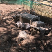 宝登山小動物公園 長瀞29 6 宝登山小動物公園 長瀞29 6