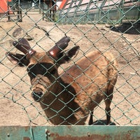 宝登山小動物公園 長瀞29 6