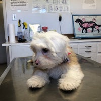 baby poodles for adoption