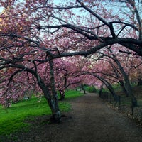 Photo taken at Central Park Cherry Blossoms by Anne S. on 4/25/2013