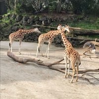 8/17/2019 tarihinde Rui B.ziyaretçi tarafından Auckland Zoo'de çekilen fotoğraf