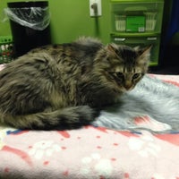 paws purrs and exotics animal hospital