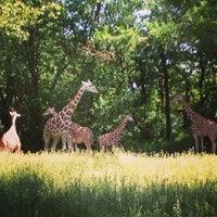 Foto tomada en Bronx Zoo  por Samhita el 6/2/2013