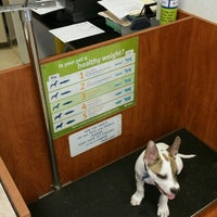 pug life harness seat belt