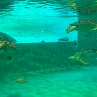 久米島ウミガメ館 Aquarium In 久米島町 久米島ウミガメ館 Aquarium In 久米島町
