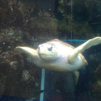 Photo taken at Oceanarium, The Bournemouth Aquarium by TheFloatingRumShack on 3/28/2018