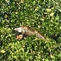 Canada House Beach Club Hotel Pompano Beach Beach 4 Tips