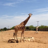 Foto diambil di Attica Zoological Park oleh Afentra K. pada 4/28/2013
