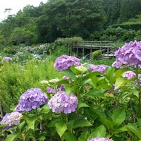 花の郷 滝谷花しょうぶ園 宇陀市 奈良県