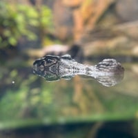 Das Foto wurde bei Aquarium Berlin von Andrej B. am 8/14/2023 aufgenommen