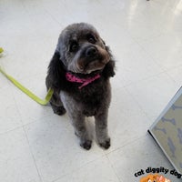 Photo taken at Cat Diggity Dog - Pet Grooming by Cat Diggity Dog - Pet Grooming on 2/17/2017