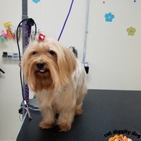 Photo taken at Cat Diggity Dog - Pet Grooming by Cat Diggity Dog - Pet Grooming on 2/17/2017