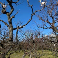 Photo taken at Osaka Castle Plum Orchard by Daniel D. on 1/15/2024