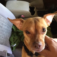 Pet Alliance Of Greater Orlando - Animal Shelter in Millenia