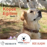 Photo prise au Köpek Eğitmeni Murat Güngör par Murat G. le11/14/2018