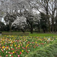 Photo taken at Kinuta Park by Maverick O. on 4/4/2024