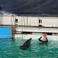 Photo taken at Dolphinarium by Валерия Ю. on 9/27/2020