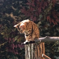 Photo taken at Harajuku Bengal Cat’s Forest by Joshua P. on 10/2/2017