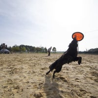 3/6/2020にBusiness o.がPiolcan Adiestramiento Canino y centro de formaciónで撮った写真