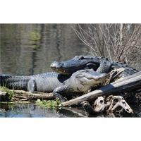 Photo taken at Cajun Country Swamp Tours by Business o. on 3/31/2018