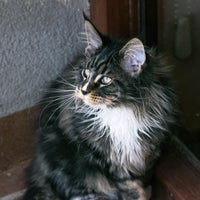 Photo taken at Turdillencs - Venta de gatos Maine Coon by Business o. on 2/17/2020