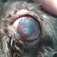 6/16/2020 tarihinde Business o.ziyaretçi tarafından Hospital Veterinari Sant Antoni Abat'de çekilen fotoğraf