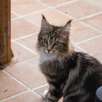 Photo taken at Turdillencs - Venta de gatos Maine Coon by Business o. on 2/17/2020