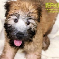 Photo taken at Petland Independence by Business o. on 7/1/2020