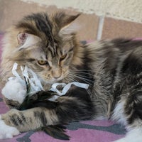 Foto tirada no(a) Turdillencs - Venta de gatos Maine Coon por Business o. em 2/17/2020