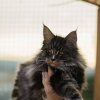 Das Foto wurde bei Turdillencs - Venta de gatos Maine Coon von Business o. am 2/17/2020 aufgenommen