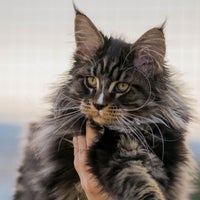 Photo prise au Turdillencs - Venta de gatos Maine Coon par Business o. le2/17/2020