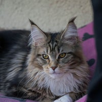 Photo taken at Turdillencs - Venta de gatos Maine Coon by Business o. on 2/17/2020