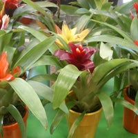 Photo taken at Bouquet Flores y Plantas by Business o. on 5/13/2020