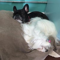 Photo taken at Pupcakes Playcare by Pupcakes P. on 2/4/2016