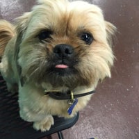 Photo taken at Pupcakes Playcare by Pupcakes P. on 2/6/2016