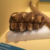 5/29/2015에 James님이 Gray Fossil Museum에서 찍은 사진