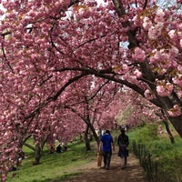 Photo taken at Central Park Cherry Blossoms by Shugo H. on 4/28/2013