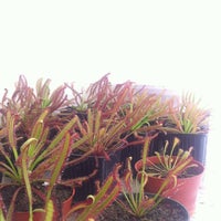Photo taken at Venus Fly Trap by Mariano G. on 2/17/2012