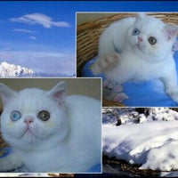 Goovie Pet Shop & Grooming Salon - Jemur Wonosari - Surabaya, Jawa Timur