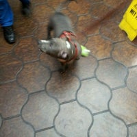 vca crocker animal hospital