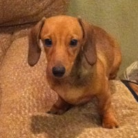 vca almaden animal hospital