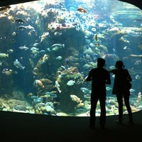6/23/2012 tarihinde Kelvin L.ziyaretçi tarafından California Academy of Sciences'de çekilen fotoğraf