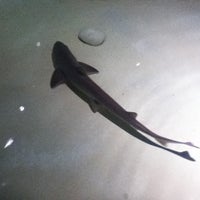Photo taken at Shark  Exhibit by Kaelyn G. on 8/11/2012