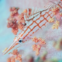 伊豆大島ダイビングセンター Dive Shop