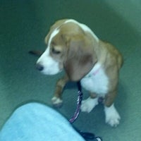 Gwinnett Animal Clinic - Lawrenceville, GA Gwinnett Animal Clinic - Lawrenceville, GA
