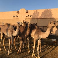 Al Ain Camel Market Farm
