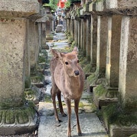 Photo taken at Kasuga-taisha Shrine by Ekkapong T. on 3/21/2024