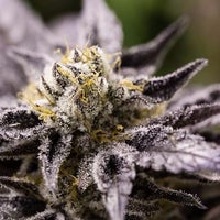 Foto diambil di The Farm Dispensary oleh The Farm Dispensary pada 2/27/2017